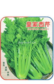 供应皇家西芹种子 西安金鹏种苗，为您带来优质蔬菜种植体验